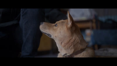 Hachiko Para Sempre (2023)(1080p)