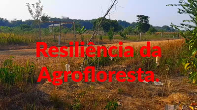 Agrofloresta 20240724 Incêndios