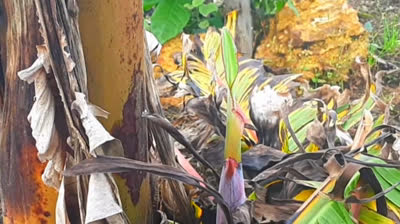 Agroflresta 20241231 Síntese