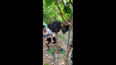 A ÁRVORE ? DO CONHECIMENTO DO BEM E DO MAL.